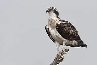 Balbuzard pêcheur vu de côté.