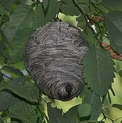 Nid de D. maculata dans un arbre près de Vancouver.
