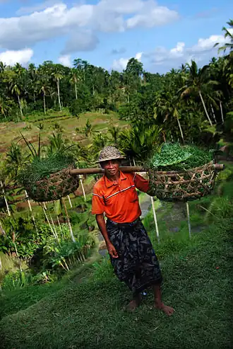 Tegallalang