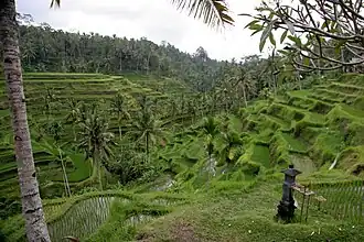 Image illustrative de l’article Subak