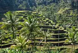 Bali.