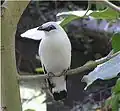 Etourneau de Bali