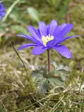Fleur ouverte, forme bleue