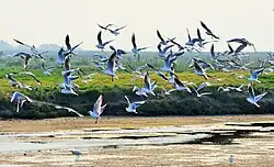 Envol de mouettes