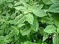Balsamine à petites fleurs : début de floraison.