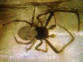 Description de l'image Baltic-amber-Arachnida,Araneae.jpg.