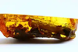 Photo d'ambre avec par transparence une racine de plante.