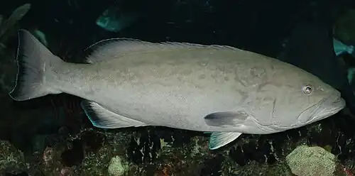 Mycteroperca microlepis