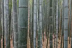 Plein de "troncs" de bambous bien verticaux.