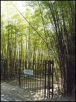 La bambousaie.