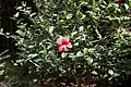 Arbuste avec une fleur rouge éclose.
