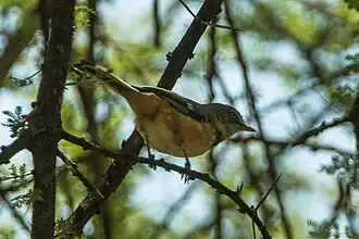 Description de l'image Banded Warbler - Lake Manyara - Tanzania 7999 (19110072278).jpg.