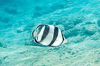 Chaetodon striatus