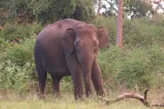 Elephant à Bandipur.