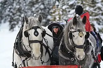 Image illustrative de l’article Cheval au Canada