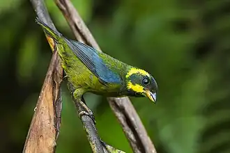 Description de l'image Bangsia aureocincta by Franscesco Veronesi.jpg.