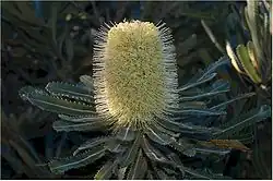 Une inflorescence jaune pâle au milieu d'un feuillage vert.