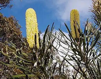 Description de l'image Banksia attenuata Marg River email.jpg.