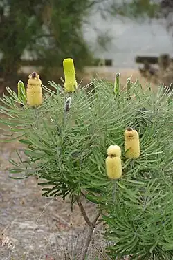 une inflorescence cylindrique parmi de fines feuilles vertes.
