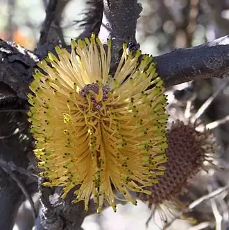 Description de l'image Banksia candolleana blacktips nofbadgingarra email.jpg.