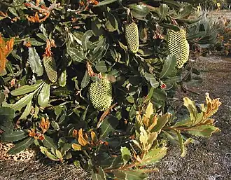 Description de l'image Banksia lemanniana latebud.JPG.