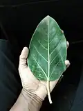 Feuille