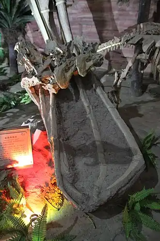 Description de l'image Baotianmansaurus henanensis.jpg.