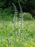 Baptisia alba.