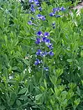 Baptisia australis.