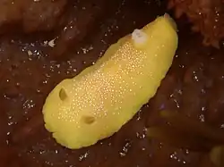 Baptodoris mimetica