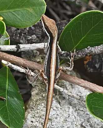 Description de l'image Barahona Grass Anole imported from iNaturalist photo 228253747 on 17 February 2024.jpg.