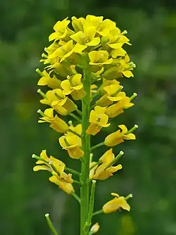 Inflorescence dense.