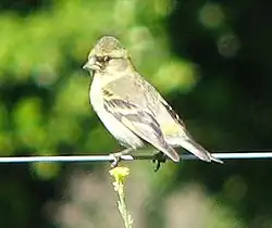 ♀