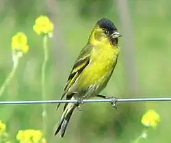 ♂