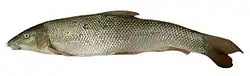 Poisson - barbeau