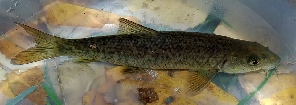 Luciobarbus bocagei.