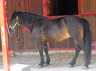 Poney Bardigiano au modèle