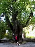 Grand micocoulier planté en 1560 devant l’église de Fox-Amphoux dans le Haut-Var Verdon.