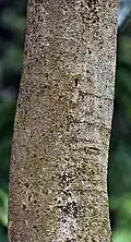 Écorce (Kolkata, dans le Bengale occidental, en Inde).