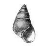 Description de l'image Barleeia rubra - Adams.jpg.
