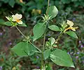 Barleria prionitis à Hyderabad.