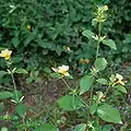 Barleria prionitis à Hyderabad en Inde.