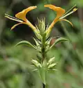 Barleria prionitis à Hyderabad.