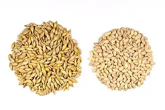 Grains d'orge décortiqués (à droite) et non-décortiqués (à gauche).
