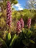 The Giant Orchid (no 51 et dernière, 2023)