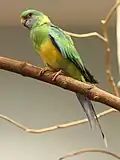 B. z. macgillivrayi