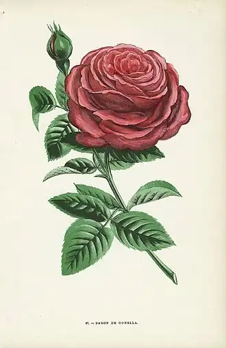 Image illustrative de l’article Baron Gonella