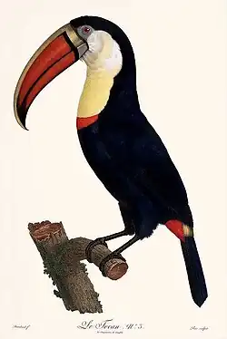 Le Tocan