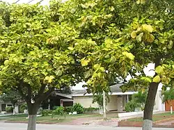 E. variegata variegata, folioles panachées de blanc jaune (Colombie).