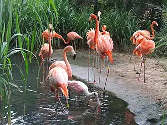Image illustrative de l’article Parc zoologique de Barranquilla